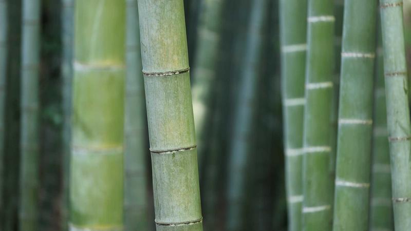 吃瓜视频深度解析：2026年黑料每日大赛背后的真相与洞察
